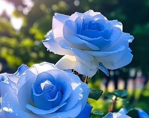 مسابقات فرديه